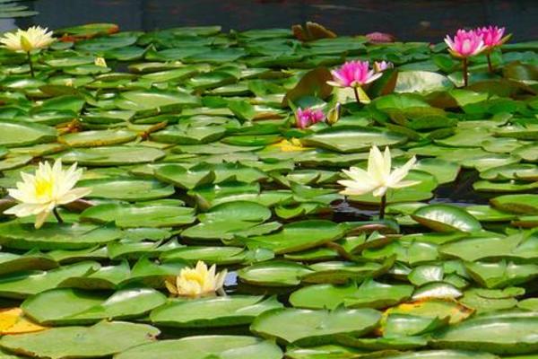 混養魚塘用什么餌料 魚塘里的浮萍怎么去除