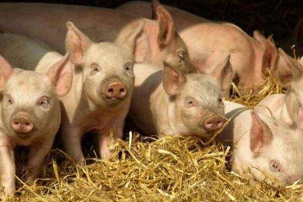 15公斤仔豬市場價格多少錢 養豬經濟效益的數據分析