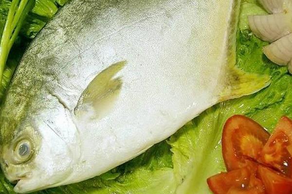 冰凍金鯧魚怎么做好吃又簡單 金鯧魚的家常做法大全