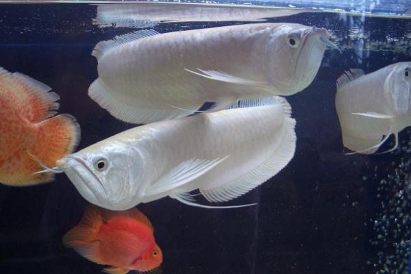 銀龍魚魚苗價格 銀龍魚怎么挑選