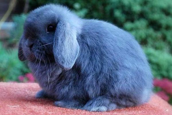 垂耳兔市場價格多少錢一只 垂耳兔的選購技巧