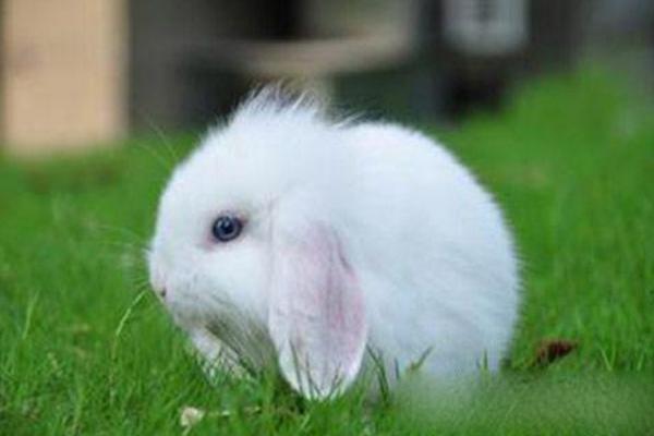 垂耳兔市場價格多少錢一只 垂耳兔的選購技巧