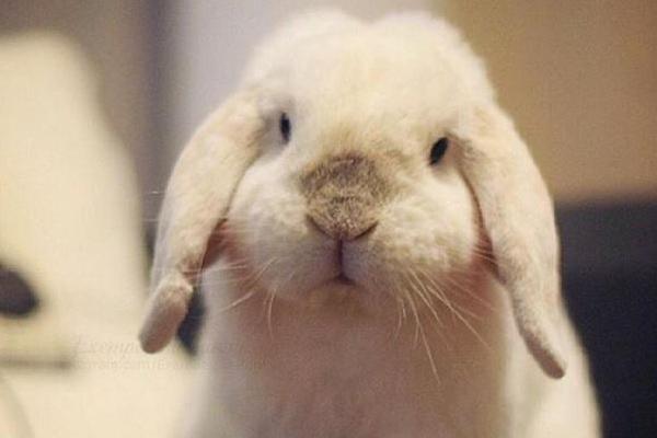 垂耳兔市場價格多少錢一只 垂耳兔的選購技巧