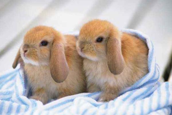 垂耳兔市場價格多少錢一只 垂耳兔的選購技巧