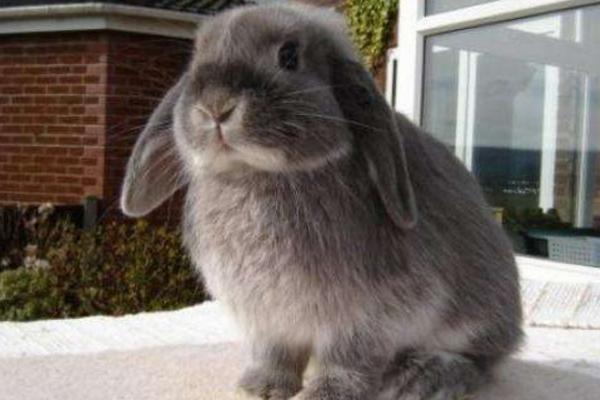 垂耳兔市場價格多少錢一只 垂耳兔的選購技巧