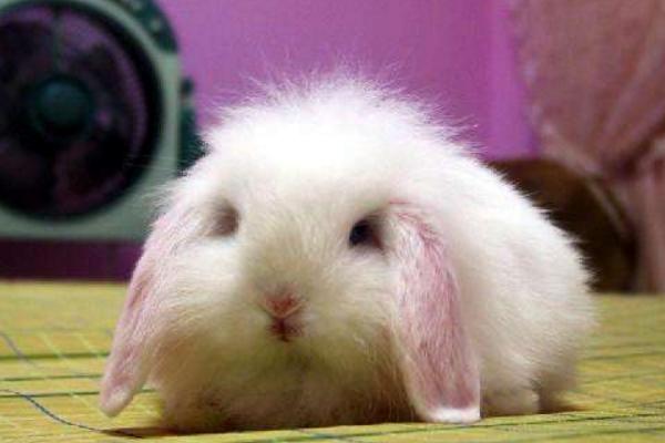 垂耳兔市場價格多少錢一只 垂耳兔的選購技巧