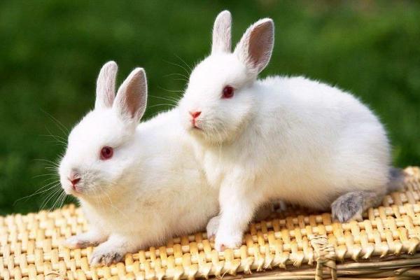 養(yǎng)兔子臭嗎 怎么養(yǎng)兔子繁殖最快