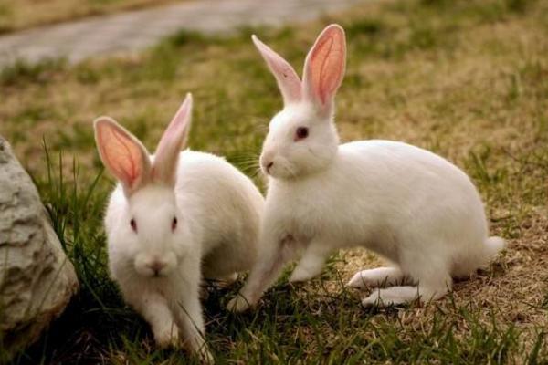 養(yǎng)兔子臭嗎 怎么養(yǎng)兔子繁殖最快