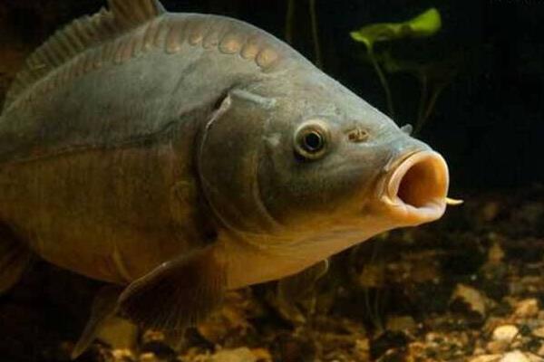 鏡鯉市場價格多少錢一斤 鏡鯉為什么那么惡心