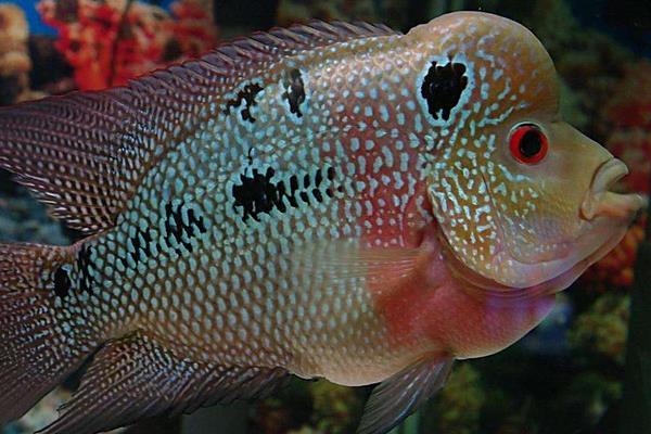 羅漢魚怎么養 羅漢魚產地在哪里