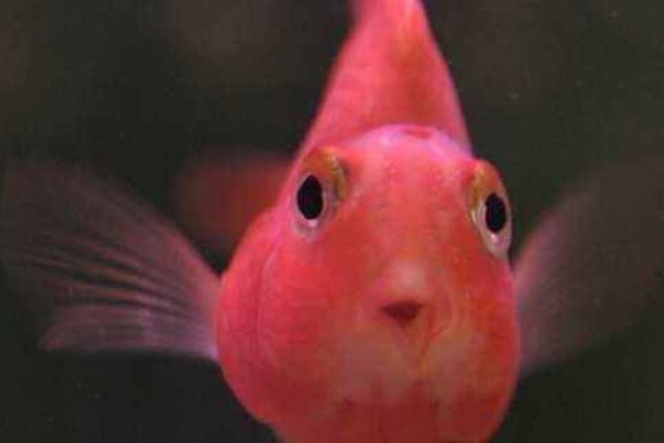 迷你鸚鵡魚市場價格多少錢一只 迷你鸚鵡魚能活多久