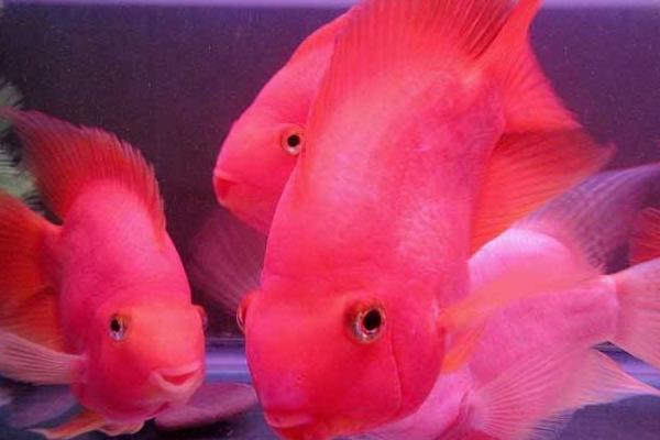 迷你鸚鵡魚市場價格多少錢一只 迷你鸚鵡魚能活多久