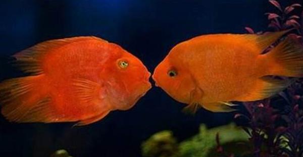 迷你鸚鵡魚市場價格多少錢一只 迷你鸚鵡魚能活多久