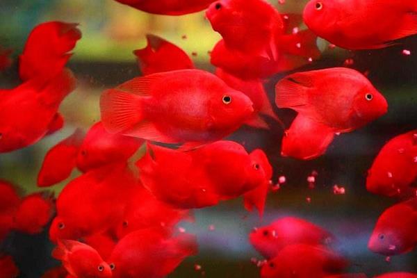 迷你鸚鵡魚市場價格多少錢一只 迷你鸚鵡魚能活多久