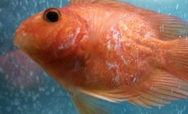 迷你鸚鵡魚市場價格多少錢一只 迷你鸚鵡魚能活多久