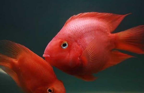 迷你鸚鵡魚市場價格多少錢一只 迷你鸚鵡魚能活多久
