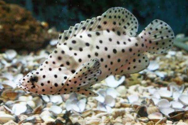 老鼠斑市場價格多少一斤 老鼠斑為什么那么貴