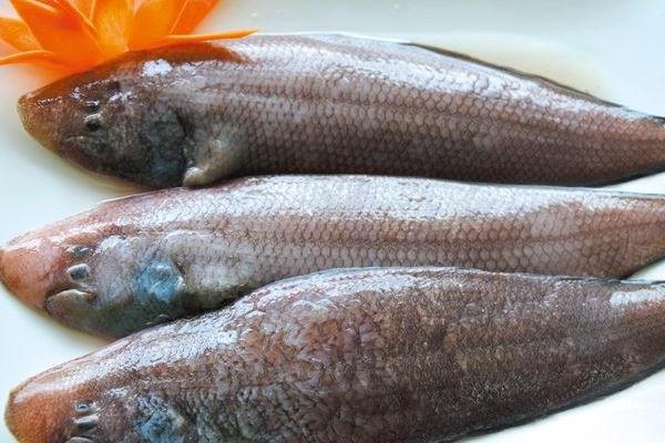 龍利魚怎么做好吃又簡單 龍利魚家常做法大全