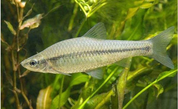 麥穗魚市場(chǎng)價(jià)格多少錢一斤 麥穗魚最大能長(zhǎng)多大