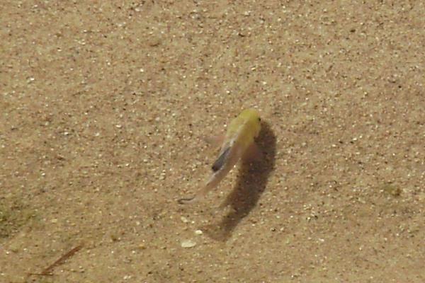 沙漠魚是什么 沙漠魚能吃嗎