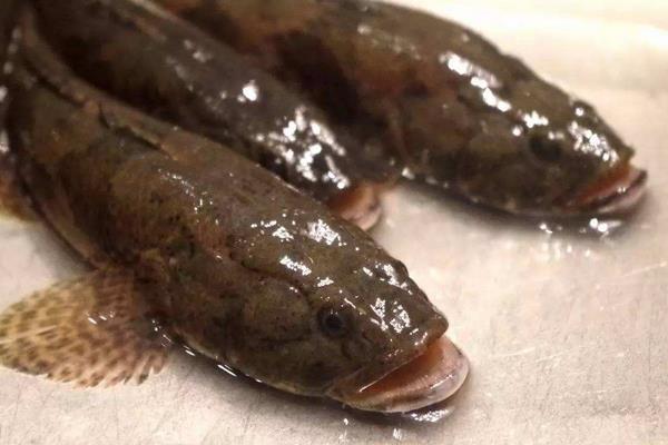 塘鱧魚(yú)是什么魚(yú) 塘鱧魚(yú)市場(chǎng)價(jià)格多少錢一斤