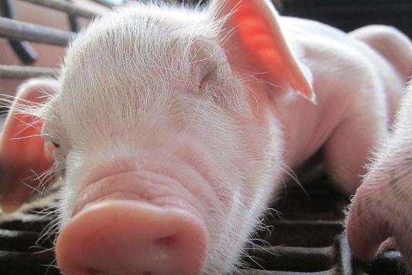 新生仔豬拉稀怎么辦 仔豬拉稀用什么土方好