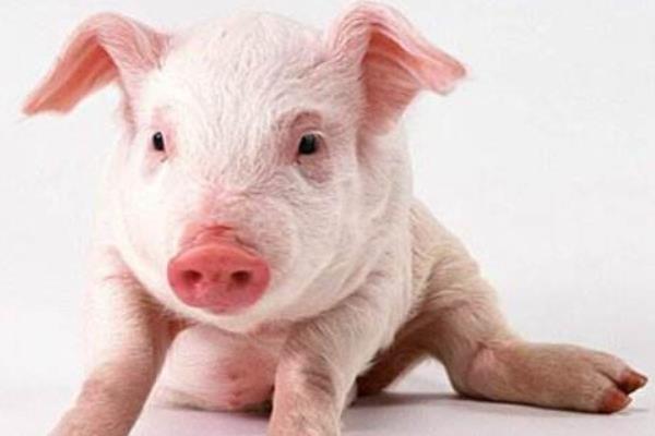 新生仔豬拉稀怎么辦 仔豬拉稀用什么土方好