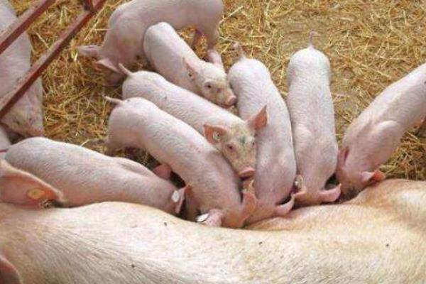 新生仔豬拉稀怎么辦 仔豬拉稀用什么土方好