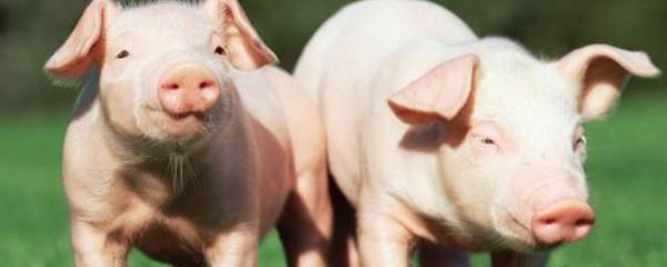 新生仔豬拉稀怎么辦 仔豬拉稀用什么土方好