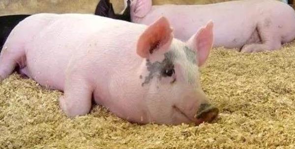 新生仔豬拉稀怎么辦 仔豬拉稀用什么土方好