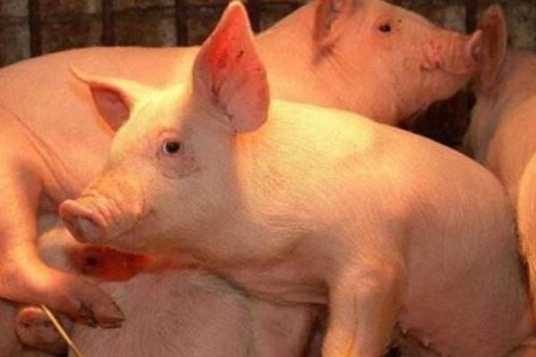 新生仔豬拉稀怎么辦 仔豬拉稀用什么土方好