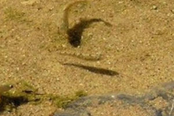 沙漠魚是什么 沙漠魚能吃嗎