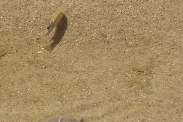 沙漠魚是什么 沙漠魚能吃嗎