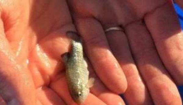 沙漠魚是什么 沙漠魚能吃嗎