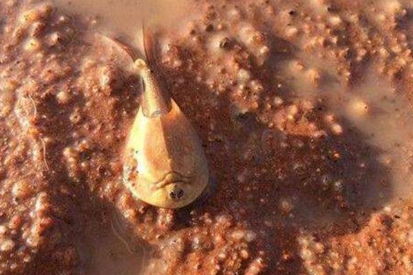 沙漠魚是什么 沙漠魚能吃嗎