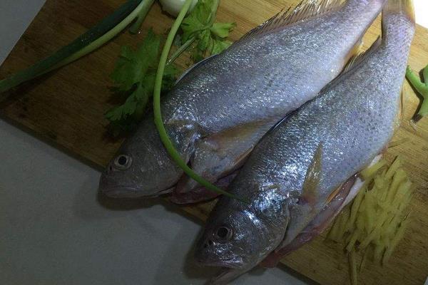 白姑魚怎么做好吃又簡單 白姑魚的功效與副作用