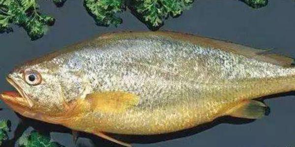 白姑魚怎么做好吃又簡單 白姑魚的功效與副作用