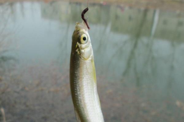 白條魚怎么釣 釣白條魚餌料配方