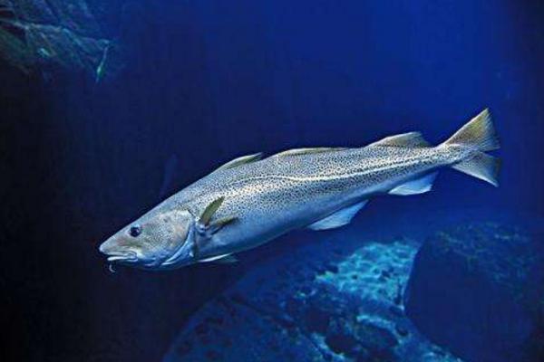 淡水銀鱈魚怎么釣 釣銀鱈魚用什么餌料