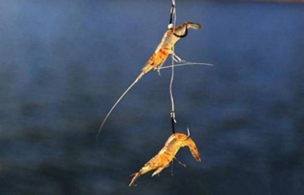 淡水銀鱈魚怎么釣 釣銀鱈魚用什么餌料