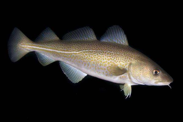 淡水銀鱈魚怎么釣 釣銀鱈魚用什么餌料