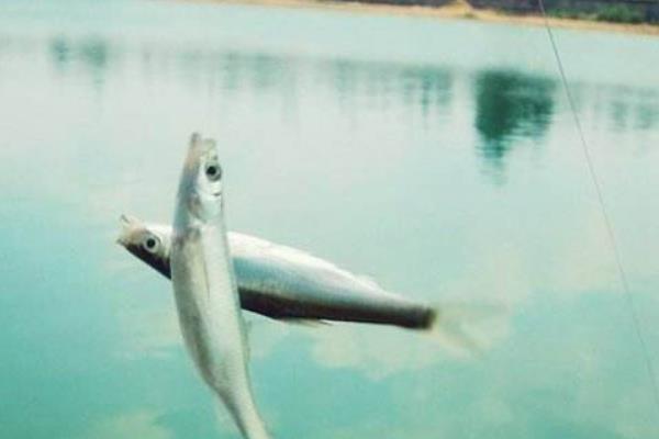 白條魚怎么釣 釣白條魚餌料配方