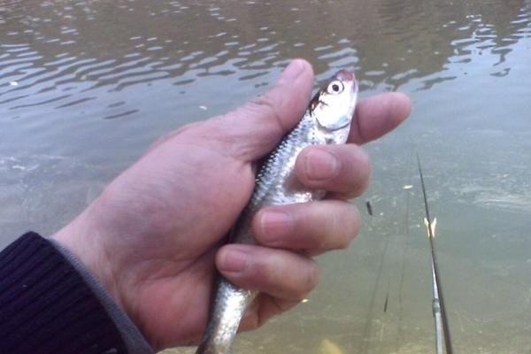 白條魚怎么釣 釣白條魚餌料配方