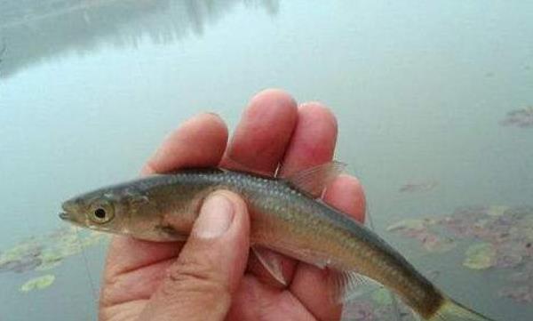 白條魚怎么釣 釣白條魚餌料配方