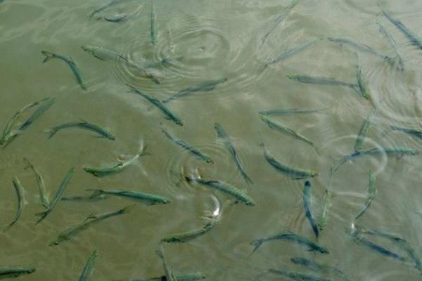 白條魚怎么釣 釣白條魚餌料配方