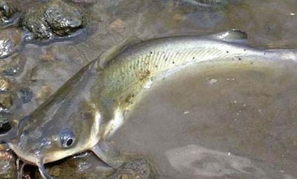 斑點叉尾鮰市場價格多少錢一斤 斑點叉尾鮰市場前景分析