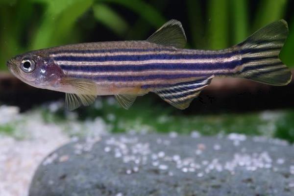 斑馬魚(yú)好養(yǎng)嗎 斑馬魚(yú)怎么養(yǎng)才不會(huì)死