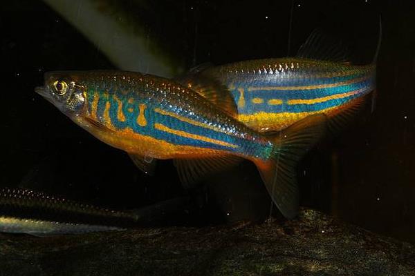 斑馬魚好養(yǎng)嗎 斑馬魚怎么養(yǎng)才不會死