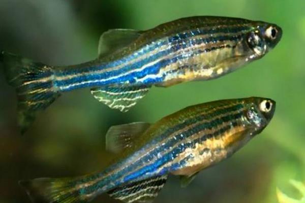 斑馬魚好養(yǎng)嗎 斑馬魚怎么養(yǎng)才不會死