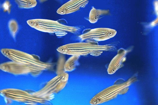 斑馬魚好養(yǎng)嗎 斑馬魚怎么養(yǎng)才不會死